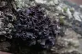 手尾の山奥の写真_97942