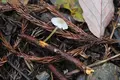 手尾の山奥の写真_97949