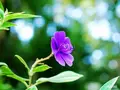 哲学堂公園の写真_98078