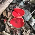 大江小学校の写真_98126