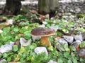 （有）北村きのこ園の写真_98129