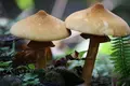 大江の山奥の写真_98137