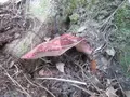 大江の山奥の写真_98139