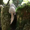 大江の山奥の写真_98140
