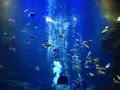京都水族館の写真_98287