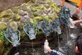 箱根神社の写真_98339