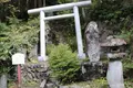 いろは楓の巨樹の写真_98467