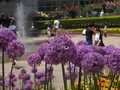 小田原フラワーガーデンの写真_98741