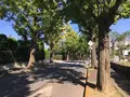 宝来公園の写真_98956