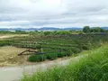 流れ橋（上津屋橋）の写真_99321
