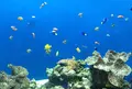 京都水族館の写真_99522