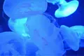サンシャイン水族館の写真_99620