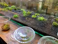 小さな緑のインテリア 苔屋の写真_1000319