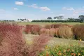 県営権現堂公園（幸手市権現堂堤）の写真_1000670