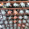 小江戸川越一番街商店街 蔵造りの町並みの写真_1000744