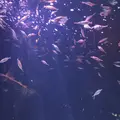 サンシャイン水族館の写真_1000789