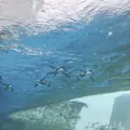 サンシャイン水族館の写真_1000791