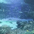 サンシャイン水族館の写真_1000792