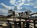 マザー牧場の写真_1006273