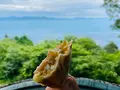 風越山の写真_1006771