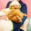 マイクロティーカップカフェの写真_1044653
