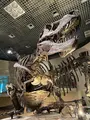 国立科学博物館の写真_1065060