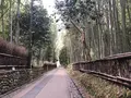 嵐山 竹林の小径の写真_1065543