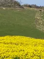 あわじ花さじきの写真_1082279