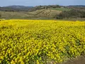 あわじ花さじきの写真_1082281