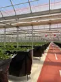 Strawberry Port Ichigonomiの写真_1082735