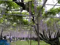 岡崎公園の藤棚の写真_1083914