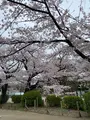 上野恩賜公園（上野公園）の写真_1084897