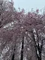 上野恩賜公園（上野公園）の写真_1084905