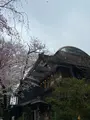 上野恩賜公園（上野公園）の写真_1084906