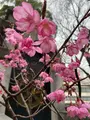 上野恩賜公園（上野公園）の写真_1084907
