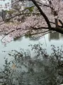 上野恩賜公園（上野公園）の写真_1084909