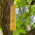 志”満ん草餅（じまんくさもち）の写真_1106798