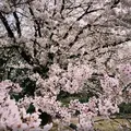 清澄庭園の写真_1110173