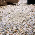 ニフレルの写真_1110209