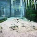 ニフレルの写真_1110211