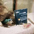 ニフレルの写真_1110212