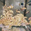 ニフレルの写真_1110213