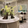 ニフレルの写真_1110218