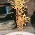 ニフレルの写真_1110219