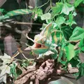 ニフレルの写真_1110220