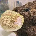 ニフレルの写真_1110221
