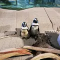 ニフレルの写真_1110226