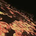 【閉業】森ビルデジタルアートミュージアム：エプソン チームラボボーダレス（MORI Building Digital Art Museum: EPSON teamLab Borderless）の写真_1110757