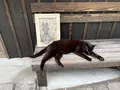 圓福寺の写真_1118493