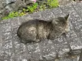 圓福寺の写真_1118494
